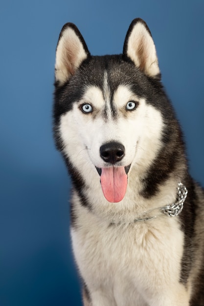 Free photo lovely pet portrait isolated