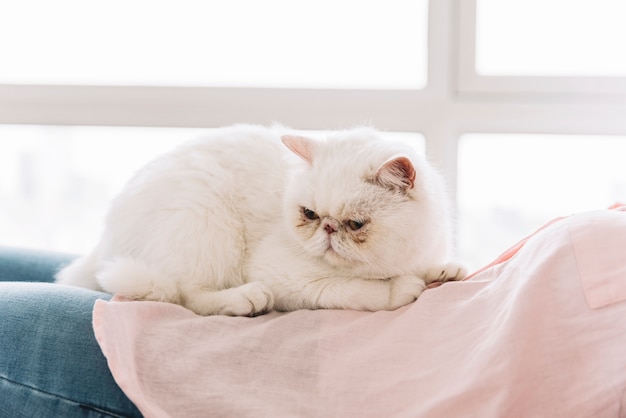 Free Photo lovely pets composition with sleepy white cat