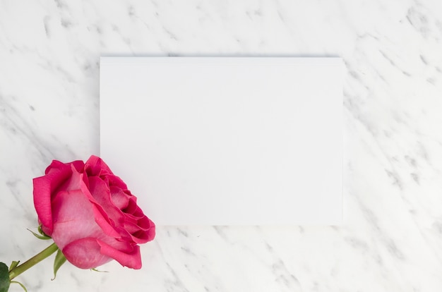 Free photo lovely pink rose and empty card