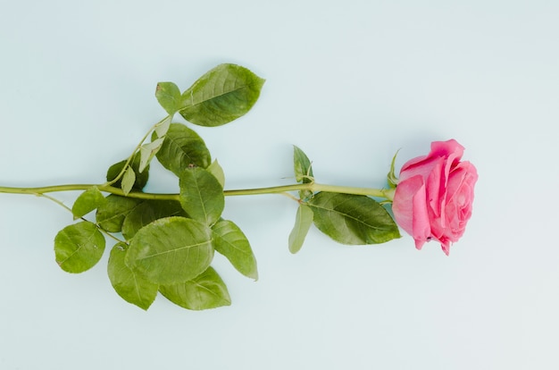 Lovely pink rose in flat lay