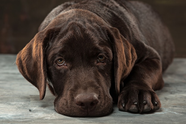 Lovely portrait of a chocolate labrador retriever puppy