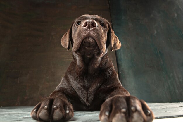 Lovely portrait of a chocolate labrador retriever puppy