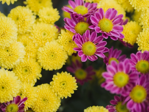 Free photo lovely purple and yellow flowers