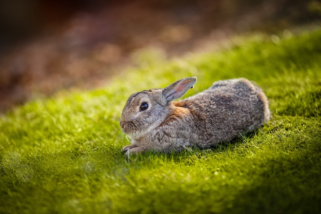 Lovely rabbit in the grass