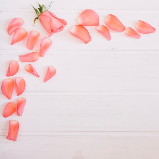 Free photo lovely salmon petals and rose on top left corner of a white wooden background