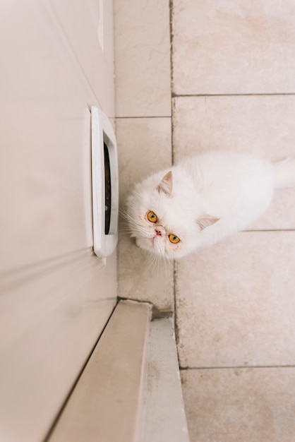 Lovely white cat at home