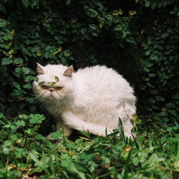 Free Photo lovely white cat in the nature