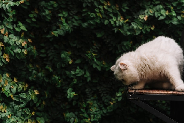 Free photo lovely white cat in the nature