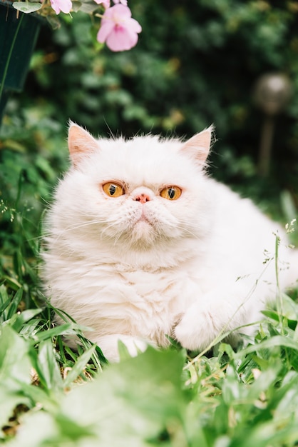 Lovely white cat in the nature