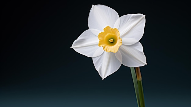 Free photo a lovely white daffodil flower