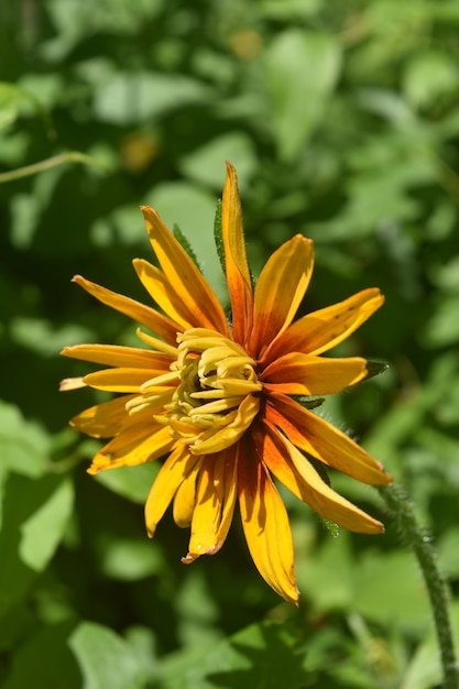 Free photo lovely yellow ox eye daisy almost in full bloom