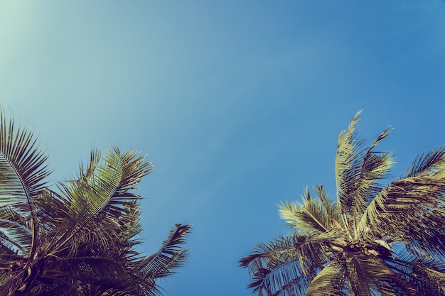 Low angle beautiful coconut palm tree with blue sky background