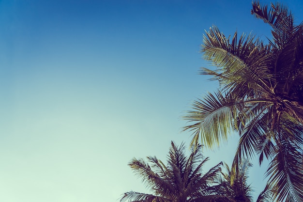 Low angle beautiful coconut palm tree with blue sky background