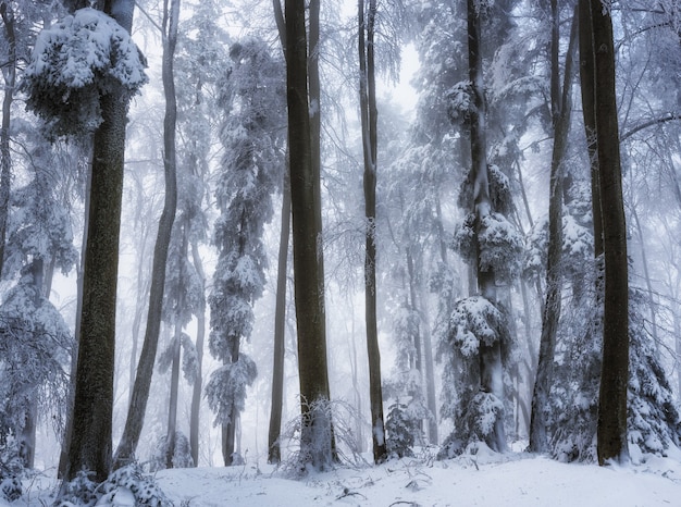 Free photo low angle beautiful shot of the trees in the forest during the winter season