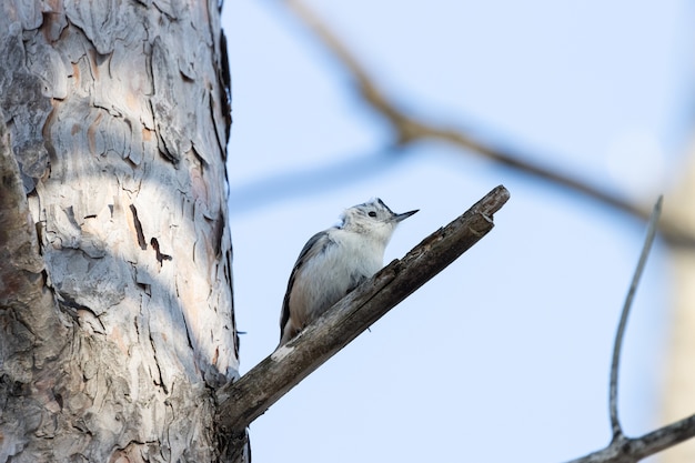 Low angle of a beautiful white-breasted nuthatch bird resting on the branch of a tree