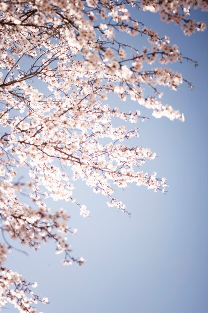 Low angle blooming spring flowers