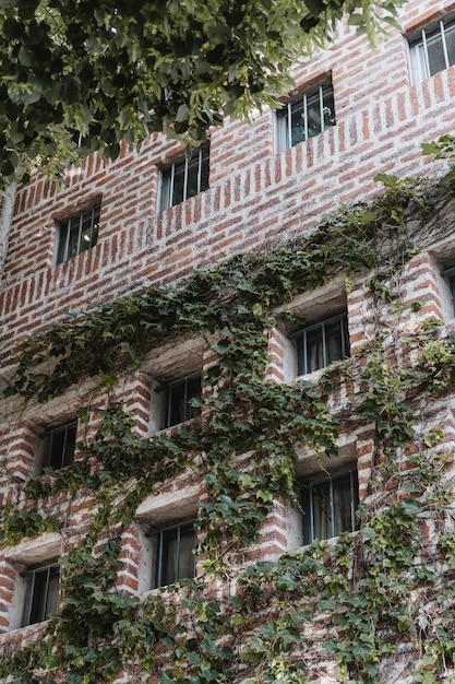 Low angle of building in the city covered in vines