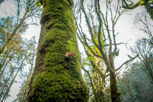 Free photo low angle closeup shot of beautiful green scenery in the middle of a canadian forest