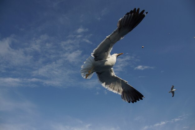 Low angle closeup shot of a beautiful wild osprey with big wings flying high in the sky