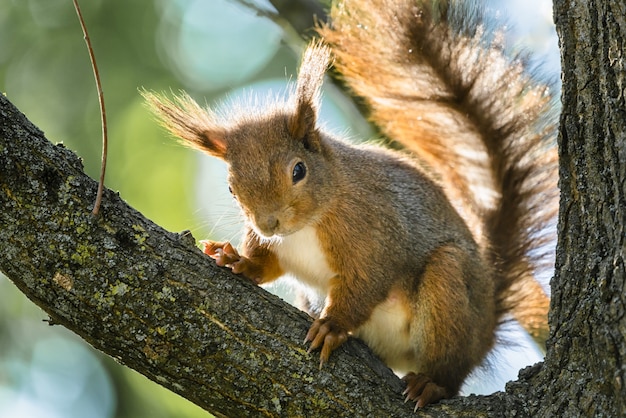 Low angle closeup shot of a squirrel on the tree branch under the sunlight