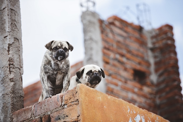 Low angle closeup shot of two cute pugs on the wall while looking down