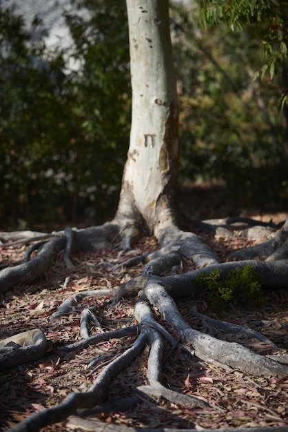 Free Photo low angle closeup of tree roots in the ground surrounded by leaves and greenery under sunlight