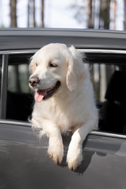 Free photo low angle cute dog in car