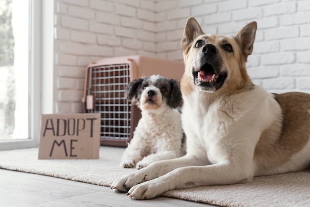 Low angle dogs near adopt me banner