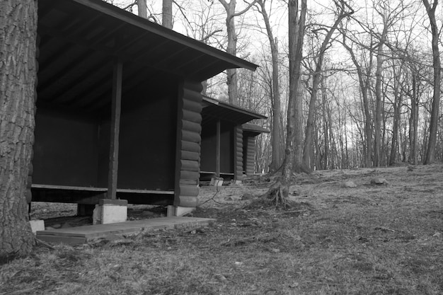 Free photo low angle grayscale shot of empty sheds lined up in the middle of a forest