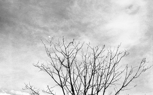 Free Photo low angle grey scale shot of a dried tree under the cloudy sky