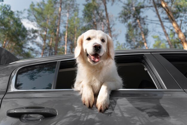 Low angle happy dog in car