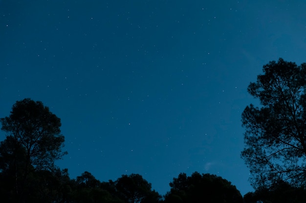 Free photo low angle nature in night time