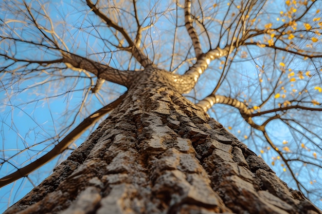 Low angle perspective of tree with beautiful canopy