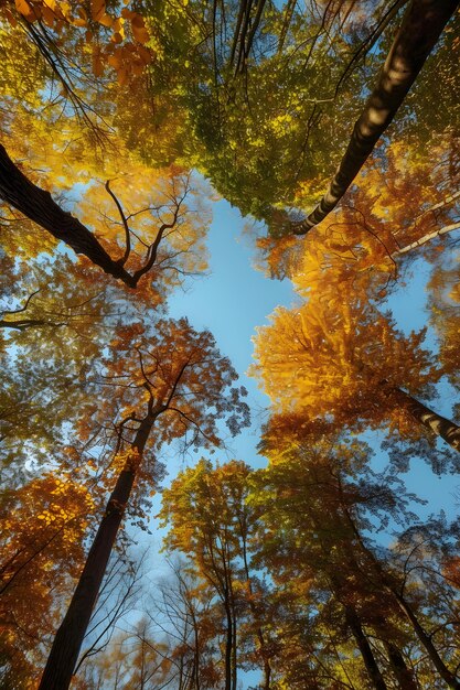 Low angle perspective of tree with beautiful canopy