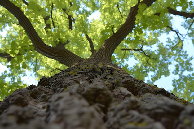 Free Photo low angle perspective of tree with beautiful canopy