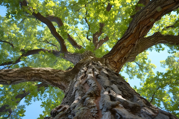 Low angle perspective of tree with beautiful canopy