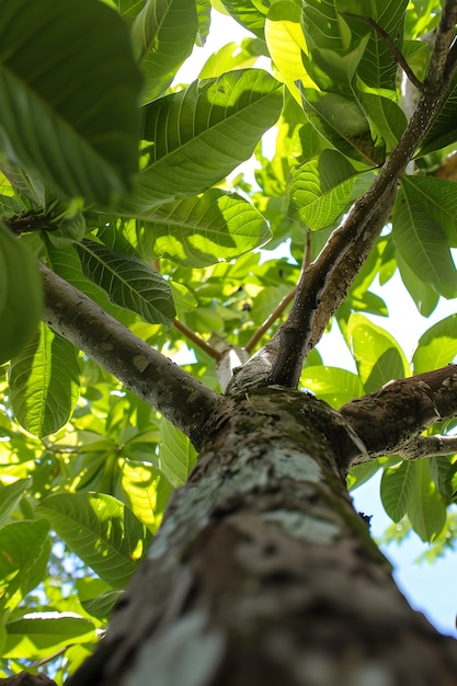 Low angle perspective of tree with beautiful canopy