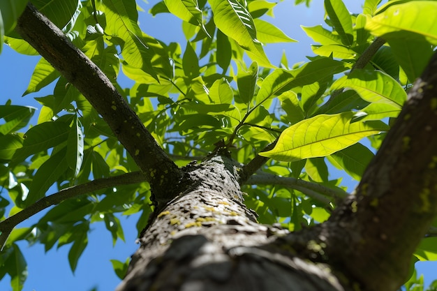 Low angle perspective of tree with beautiful canopy