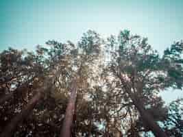 Free photo low-angle photo of tall trees