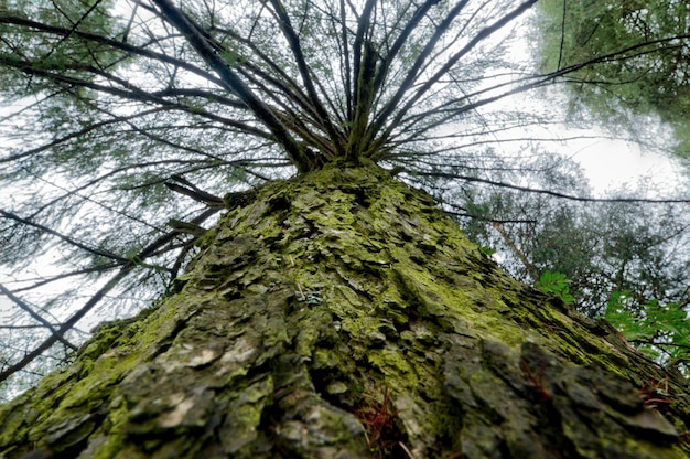 Low Angle Photo of Tree