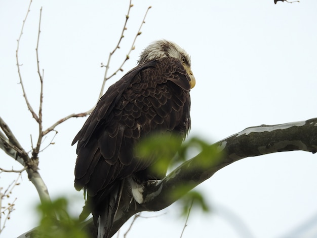 Free Photo low angle shot of an angry hawk standing on a tree branch with a white