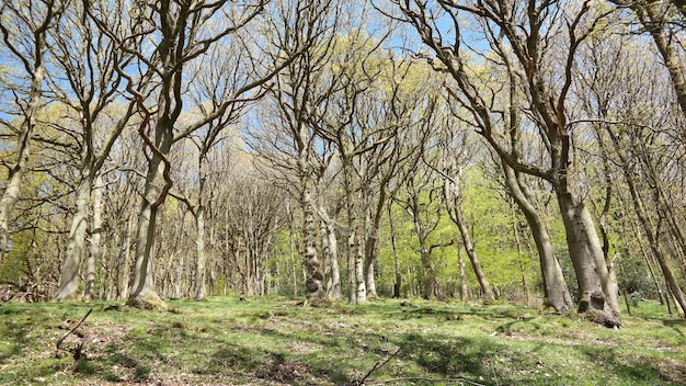 Low angle shot of bare trees during springtime on a sunny day