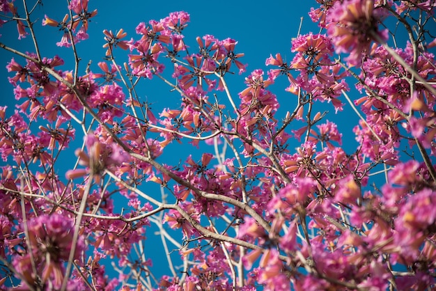 Low angle shot of a beautiful cherry blossom with a clear blue sky