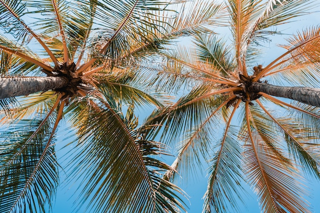 Low angle shot of beautiful coconut palm tree on blue sky