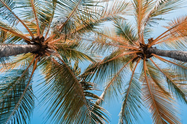 Low angle shot of beautiful coconut palm tree on blue sky