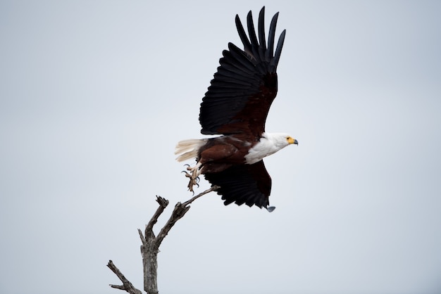 Free Photo low angle shot of a beautiful eagle flying in the sky