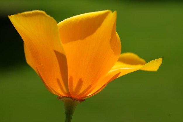 Low angle shot of a beautiful flower with a blurred background