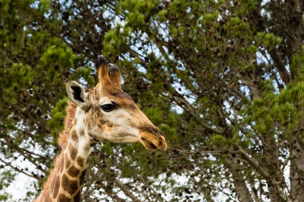 Free Photo low angle shot of a beautiful giraffe standing in front of the beautiful trees