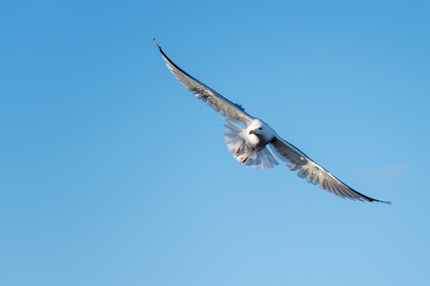 Free Photo low angle shot of a beautiful gull flying on the blue background