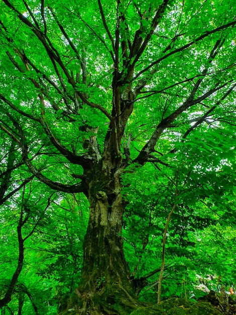 Low angle shot of a beautiful large tall tree in a forest with thick leaves and branches